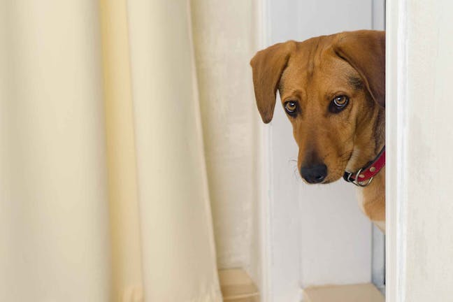 How to Train Your Dog to Stay Out of a Room