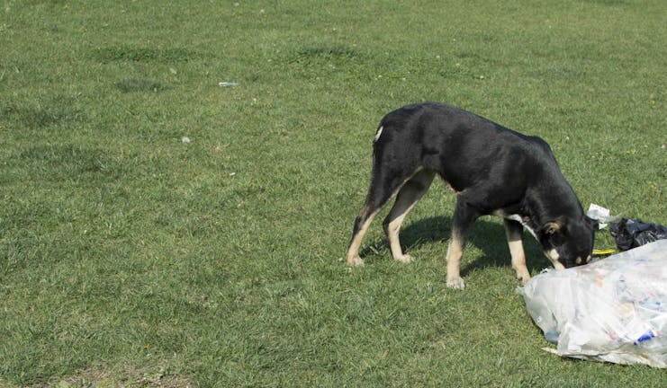 How to Train Your Older Dog to Stay Out of the Garbage