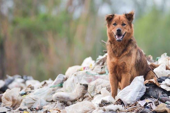 How to Train Your Dog to Stay Out of the Garbage