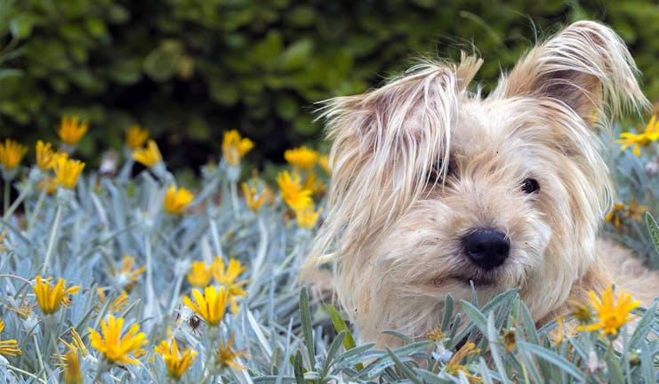 How to Train Your Small Dog to Stay Out of the Garden How to Train Your Small Dog to Stay Out of the Garden