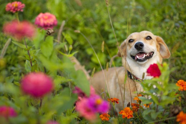 How to Train Your Dog to Stay Out of the Garden