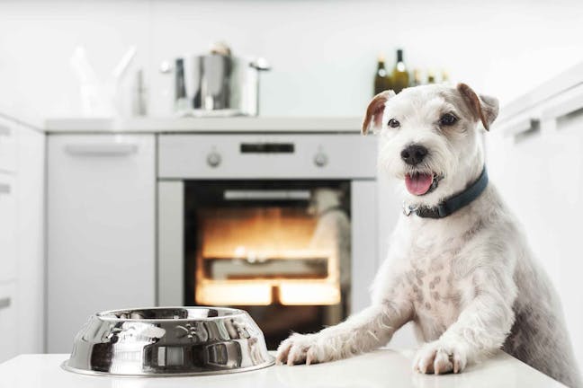 How to Train Your Dog to Stay Out of the Kitchen