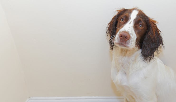 How to Train Your Dog to Stay Out of the Litter Box