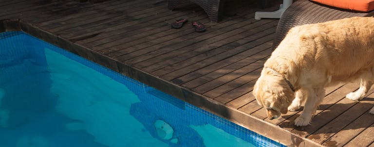 How to Train Your Older Dog to Stay Out of the Pool