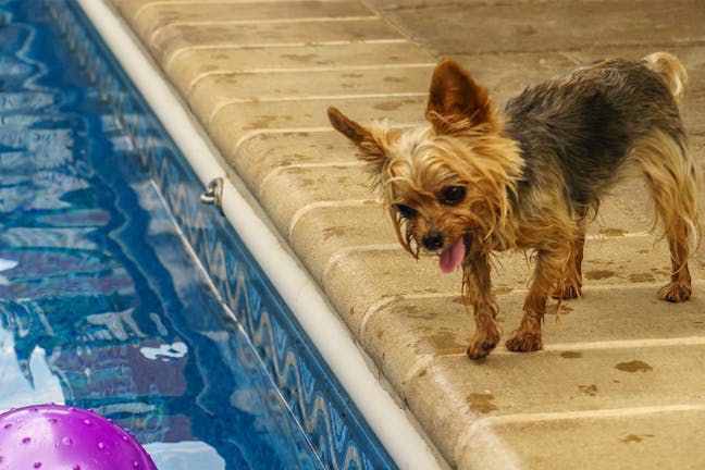 How to Train Your Small Dog to Stay Out of the Pool How to Train Your Small Dog to Stay Out of the Pool