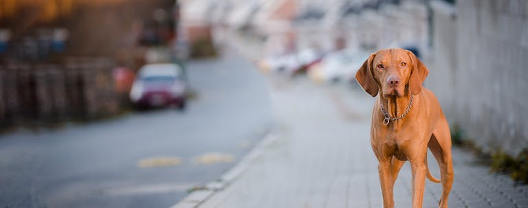 How to Train Your Older Dog to Stay Out of the Street How to Train Your Older Dog to Stay Out of the Street