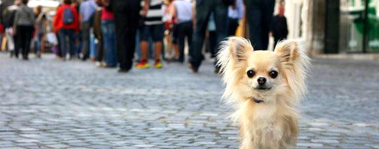 How to Train Your Small Dog to Stay Out of the Street How to Train Your Small Dog to Stay Out of the Street