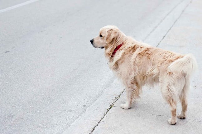 How to Train Your Dog to Stay Out of the Street