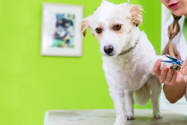 How to Train Your Dog to Stay Still While Grooming