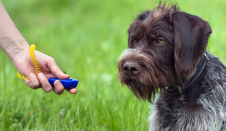 How to Train Your Dog to Stay With a Clicker