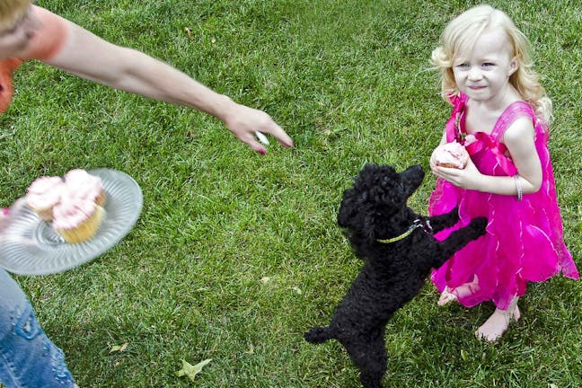 How to Train Your Dog to Stay Within Boundaries How to Train Your Dog to Stay Within Boundaries
