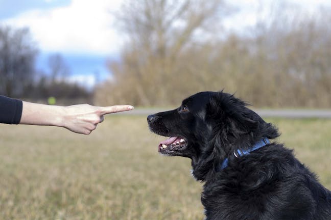 How to Train Your Dog to Stay