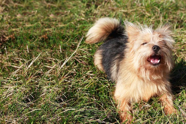 How to Train Your Small Dog to Stop Barking