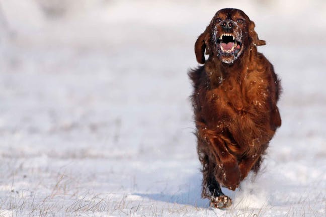 How to Train Your Stubborn Dog to Stop Barking