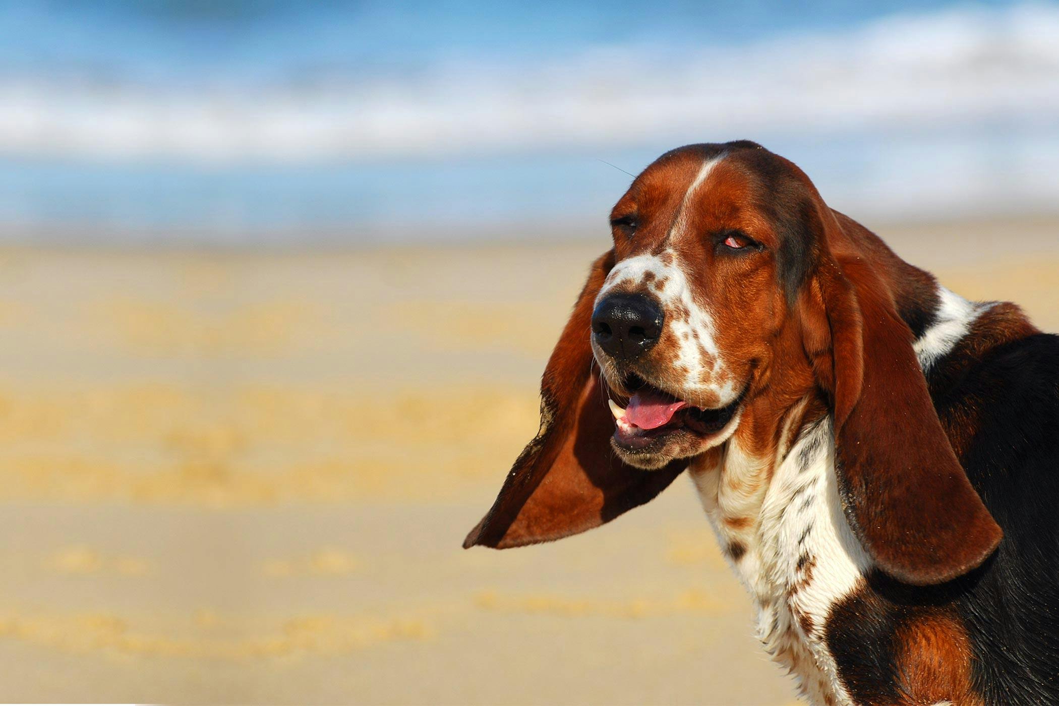 How to Train Your Basset Hound Dog to Stop Barking | Wag! How To Train A Basset Hound Not To Bark