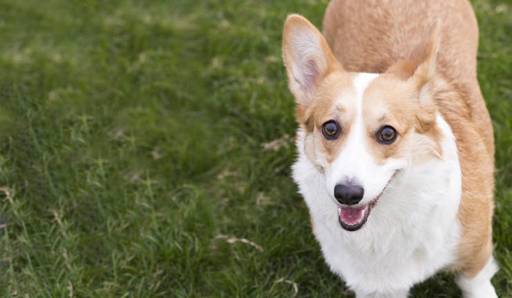 How to Train Your Corgi Dog to Stop Barking