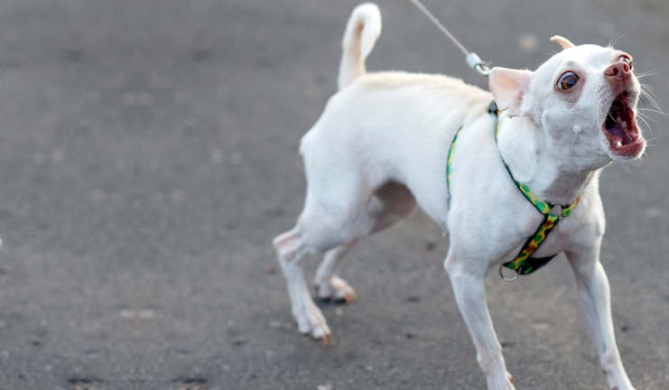 How to Train Your Deaf Dog to Stop Barking