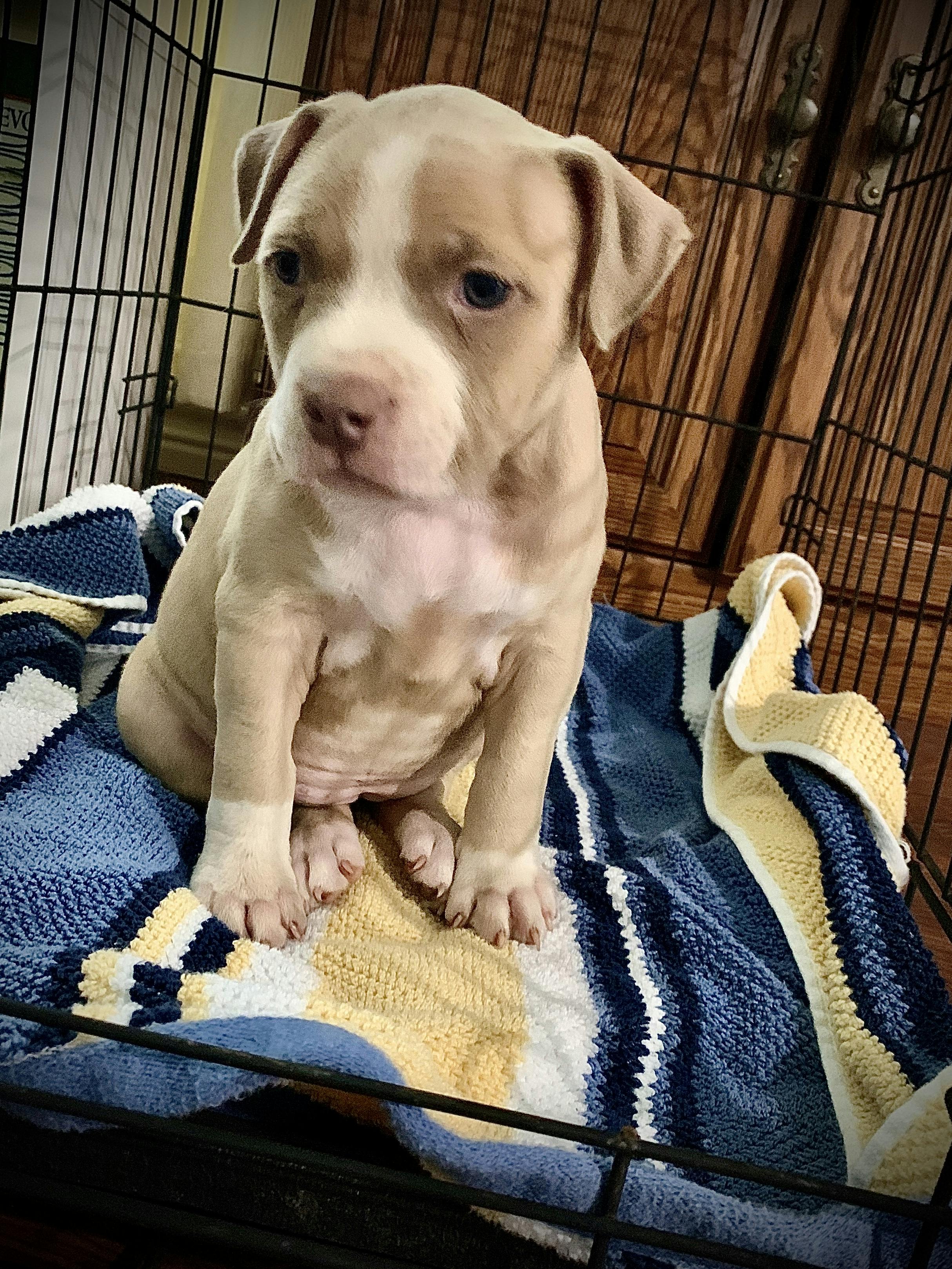 how to get a deaf dog to stop barking