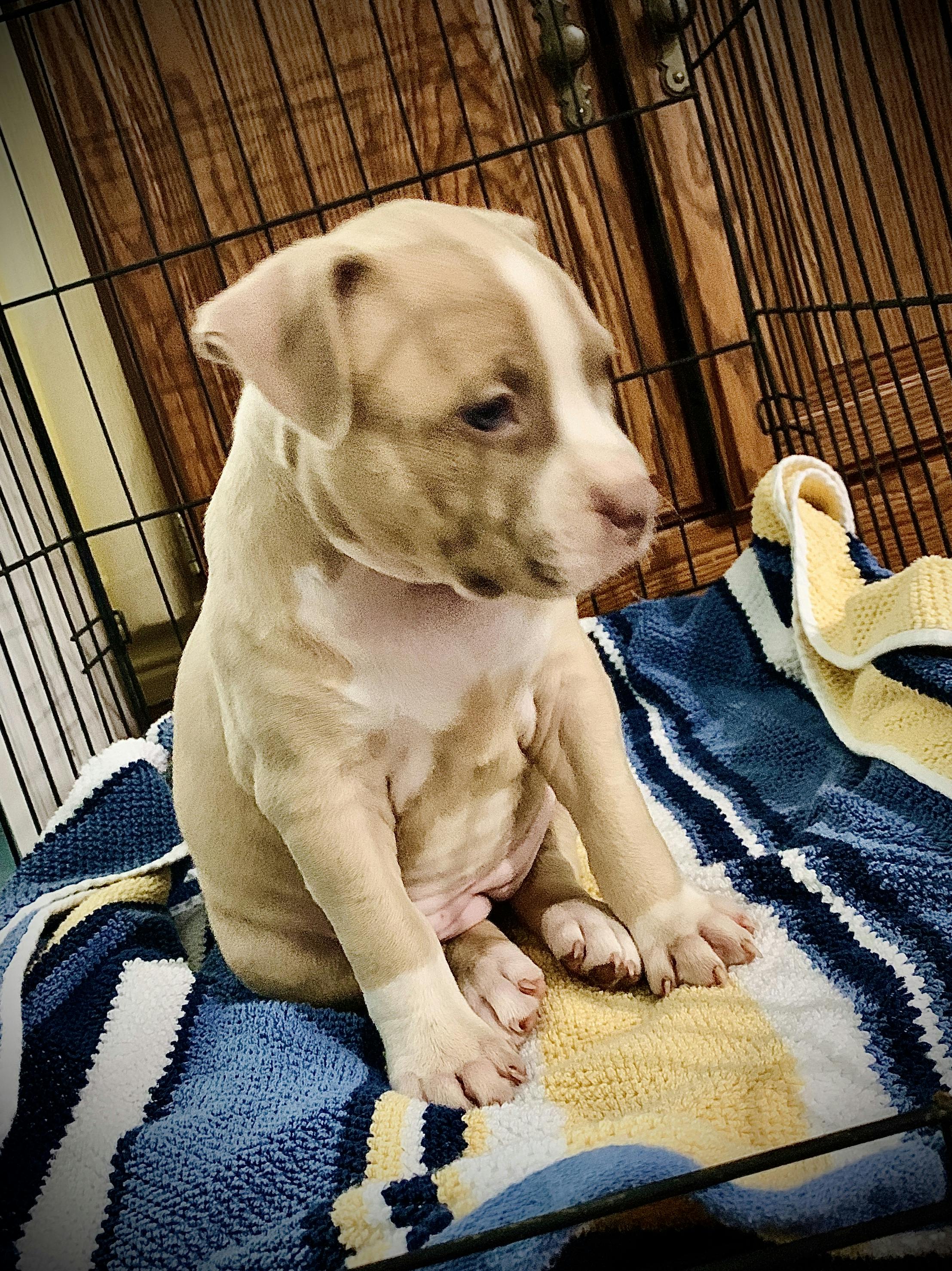 how to get a deaf dog to stop barking