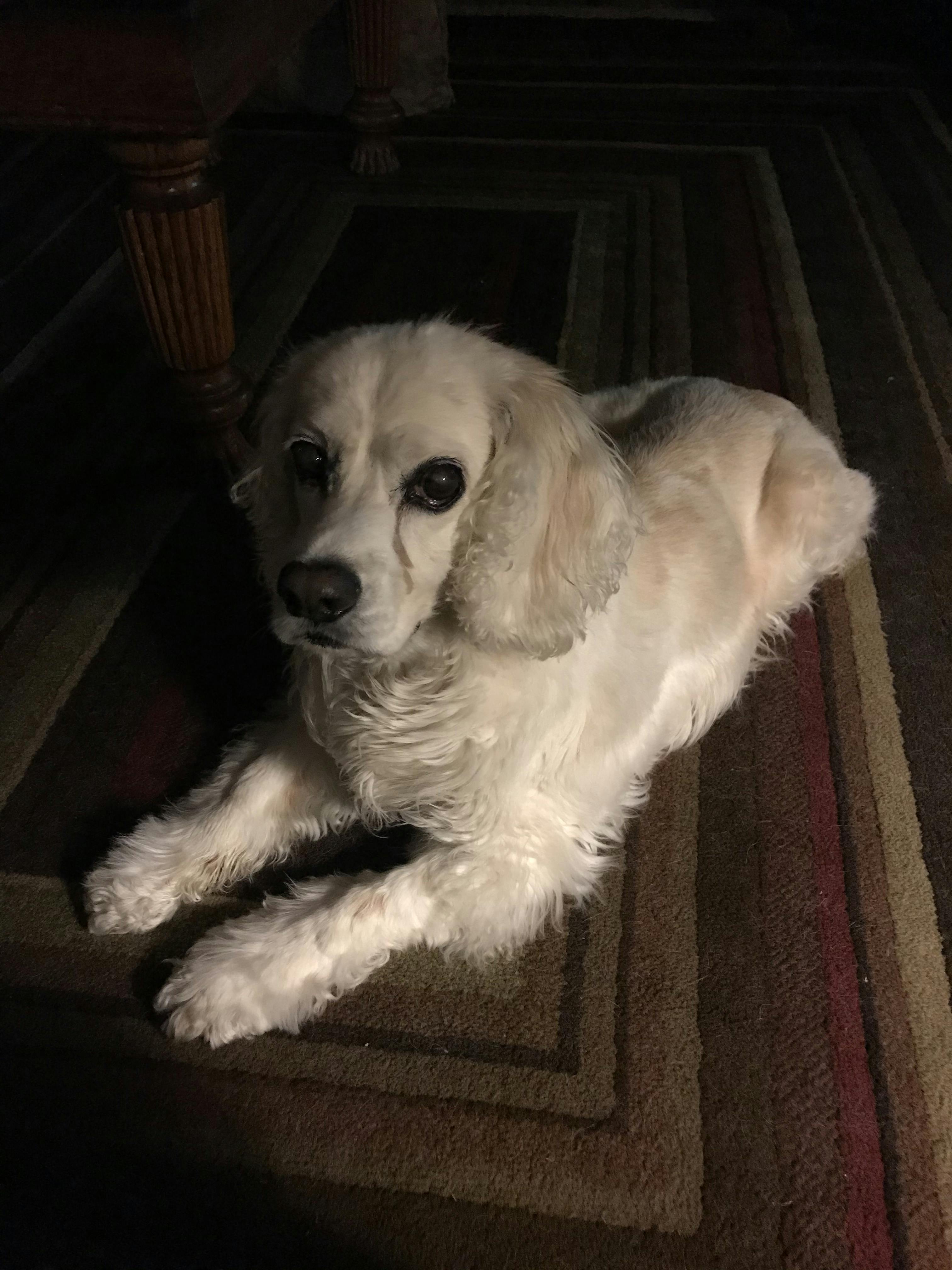 how to get a deaf dog to stop barking