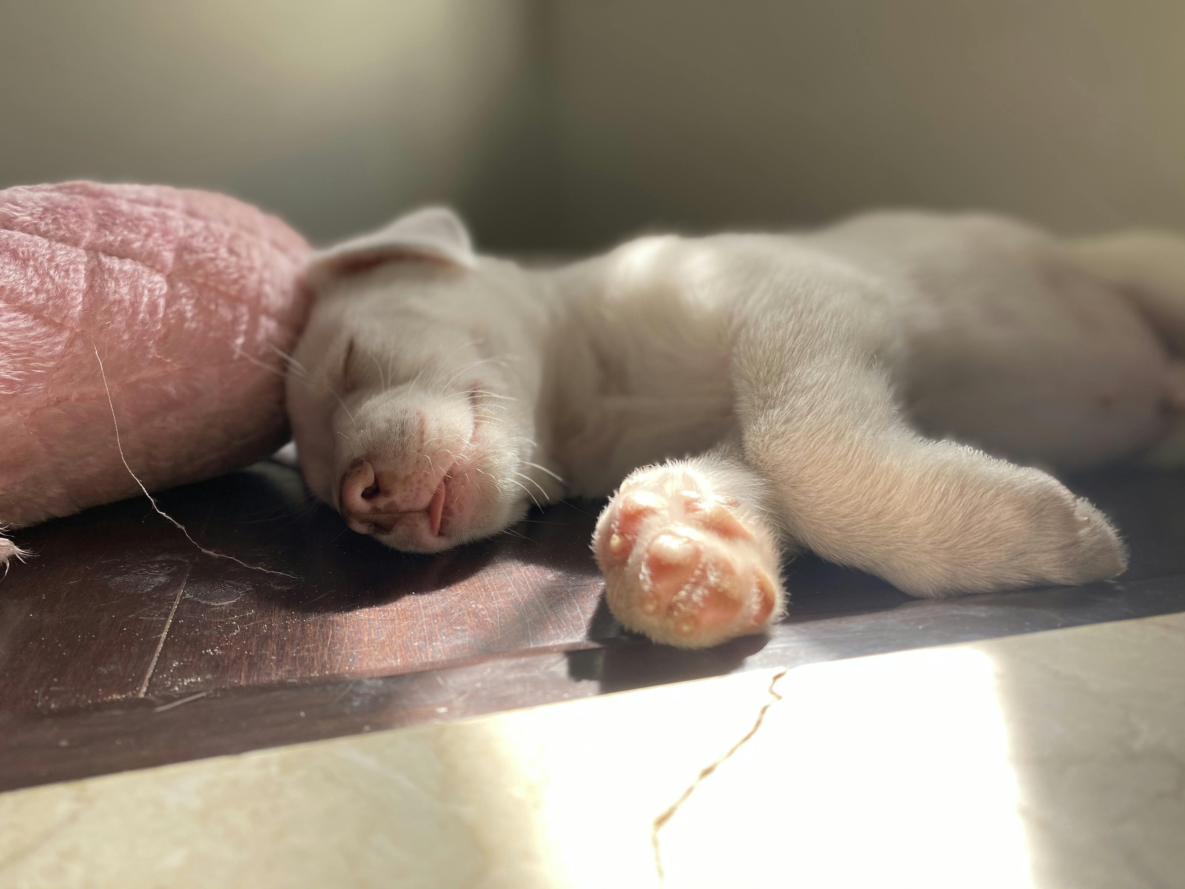 How To Stop Deaf Dog From Barking