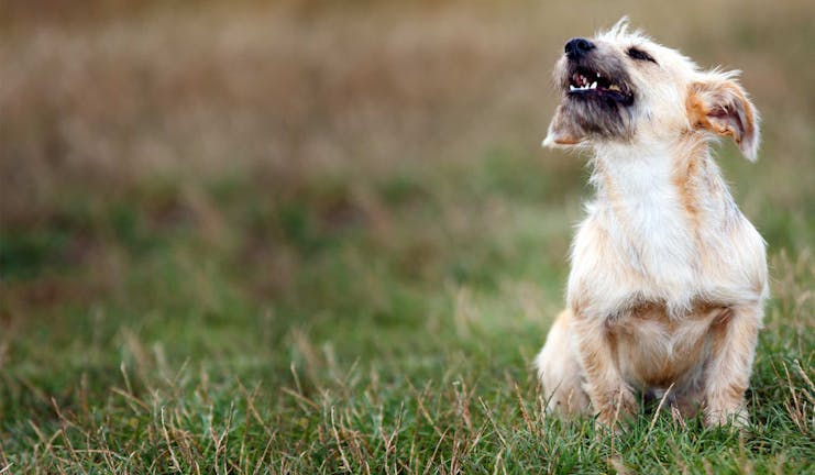 How to Train Your Dog to Stop Barking at Bikers