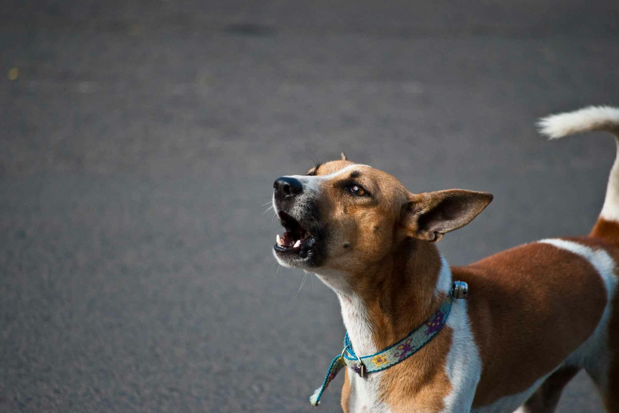 dog barks at every noise in apartment