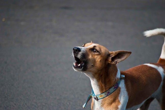 How to Train Your Dog to Stop Barking at Noises