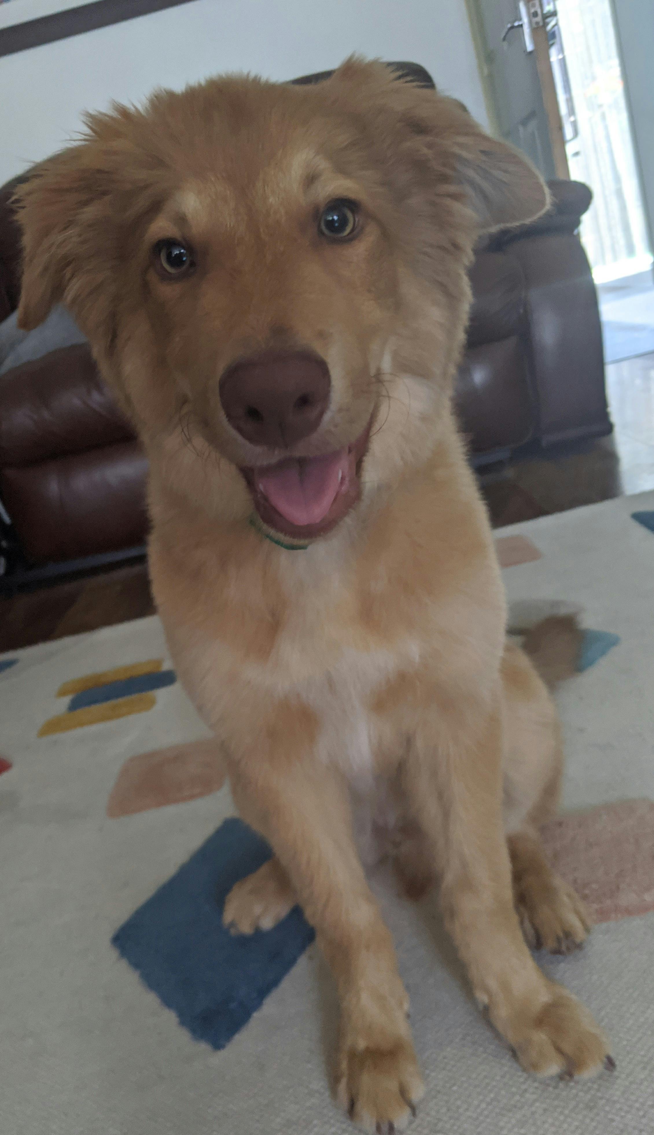 how to get dog to stop barking at noises