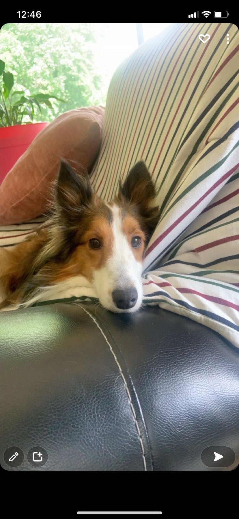 How To Train Your Dog To Stop Barking At Noises Wag