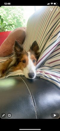 How To Train Your Dog To Stop Barking At Noises Wag How To Train Your Dog To Stop Barking At Noises Wag