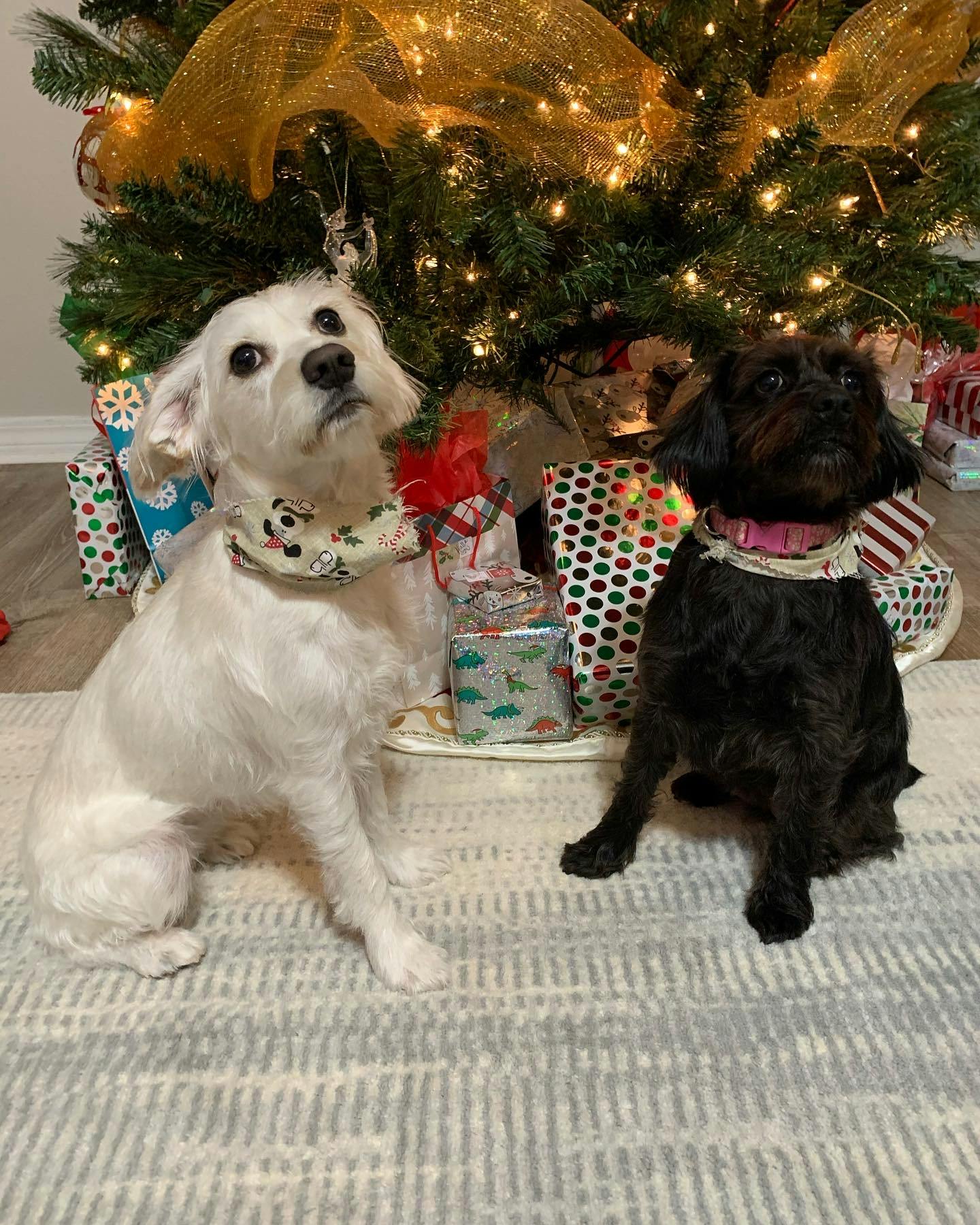 Why Does My Dog Bark At Every Single Noise