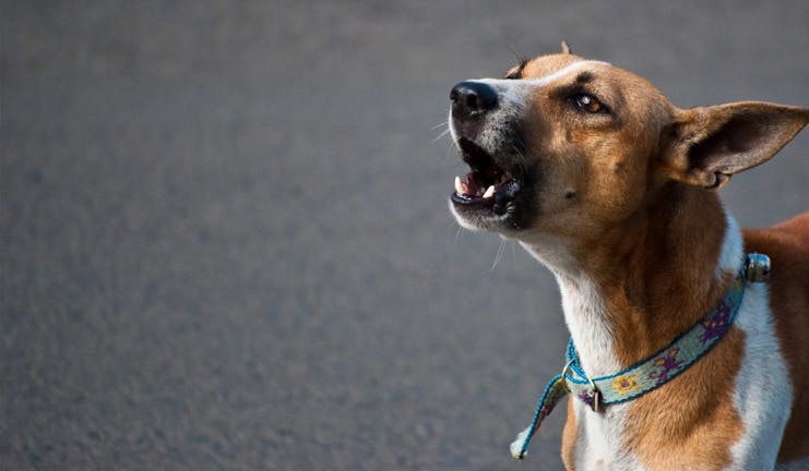 How to Train Your Dog to Stop Barking at Skateboarders