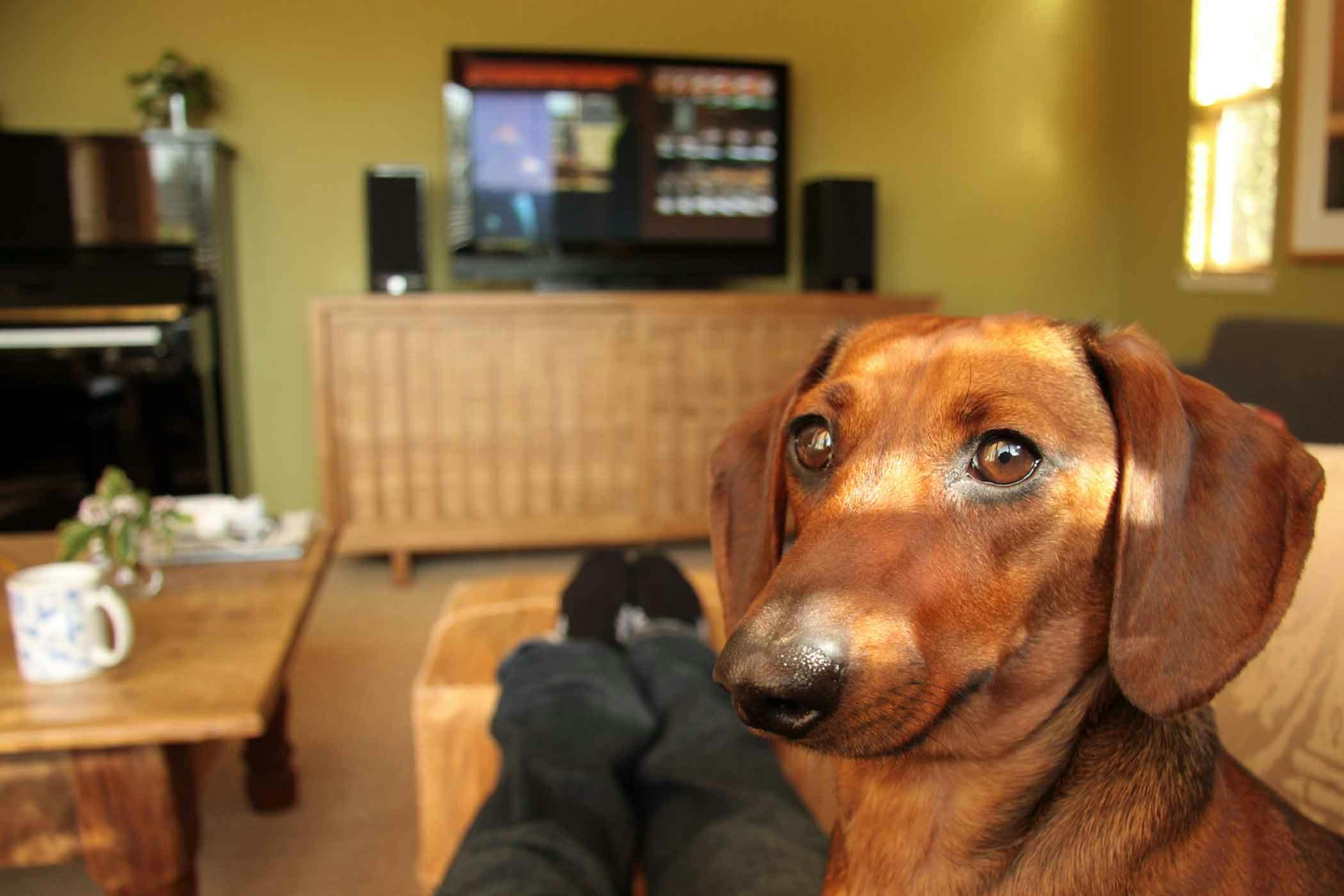 how to get your dog to stop barking at the tv
