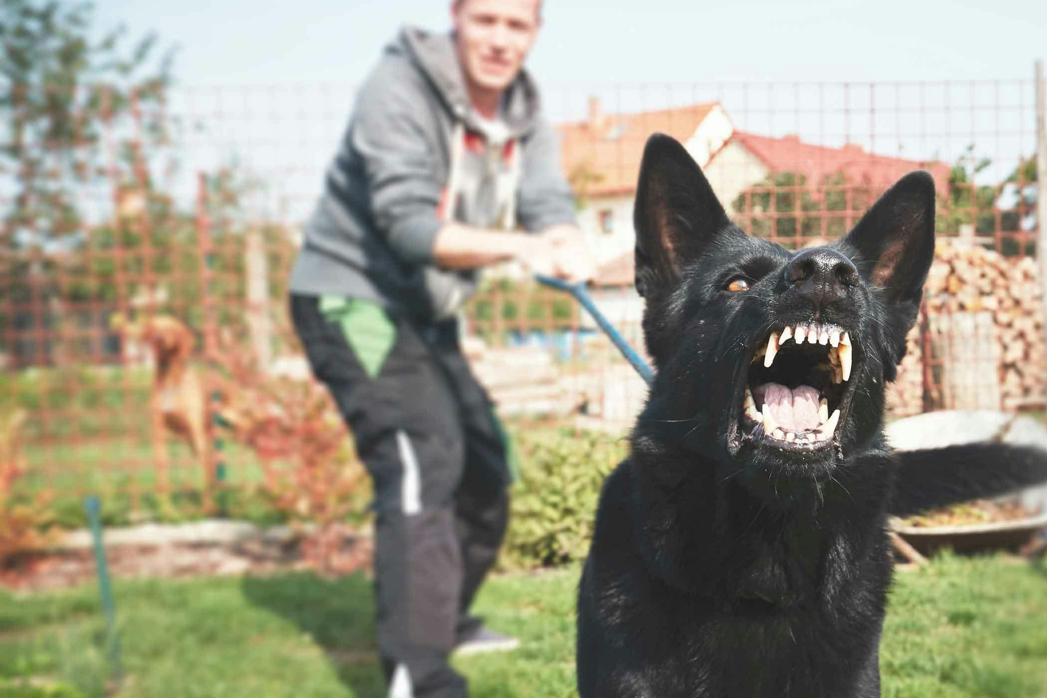 how to stop dog barking when visitors come