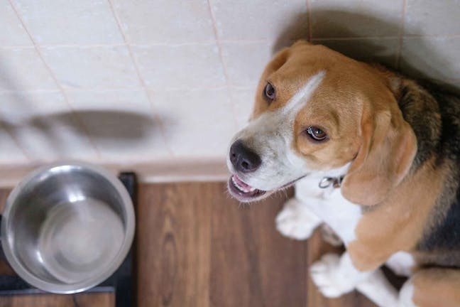 How to Train Your Dog to Stop Barking for Food