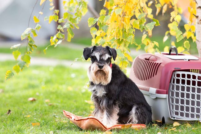 How to Train Your Dog to Stop Barking in His Crate