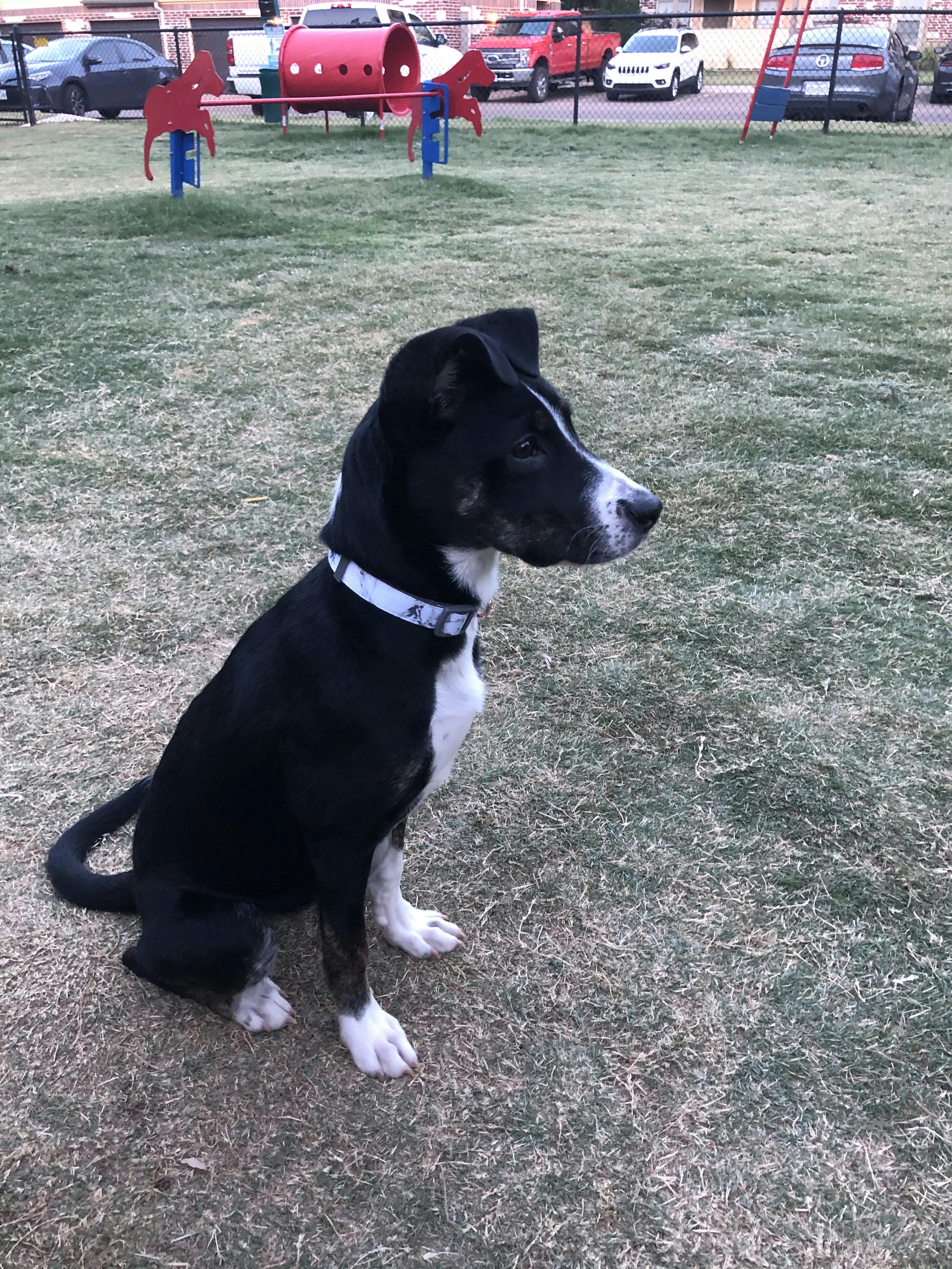 dog constantly barking in crate