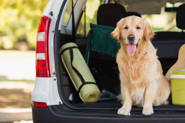 How to Train Your Dog to Stop Barking in the Car