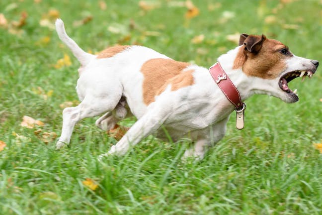 How to Train Your Dog to Stop Barking in the Yard