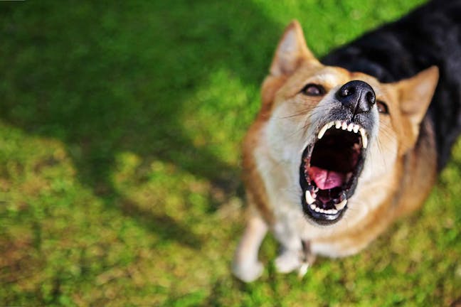 How to Train Your Dog to Stop Barking on Command