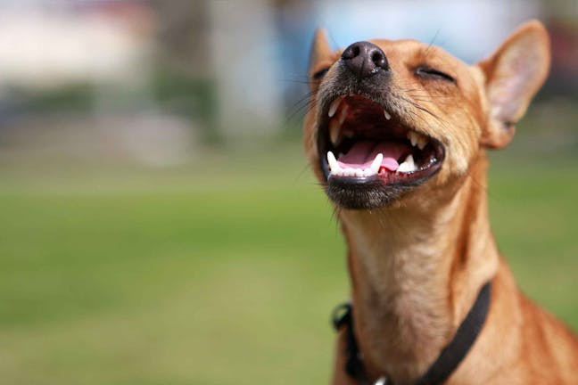 How to Train Your Dog to Stop Barking With a Whistle