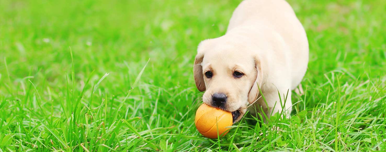 "Quiet" Command method for How to Train Your Dog to Stop Barking