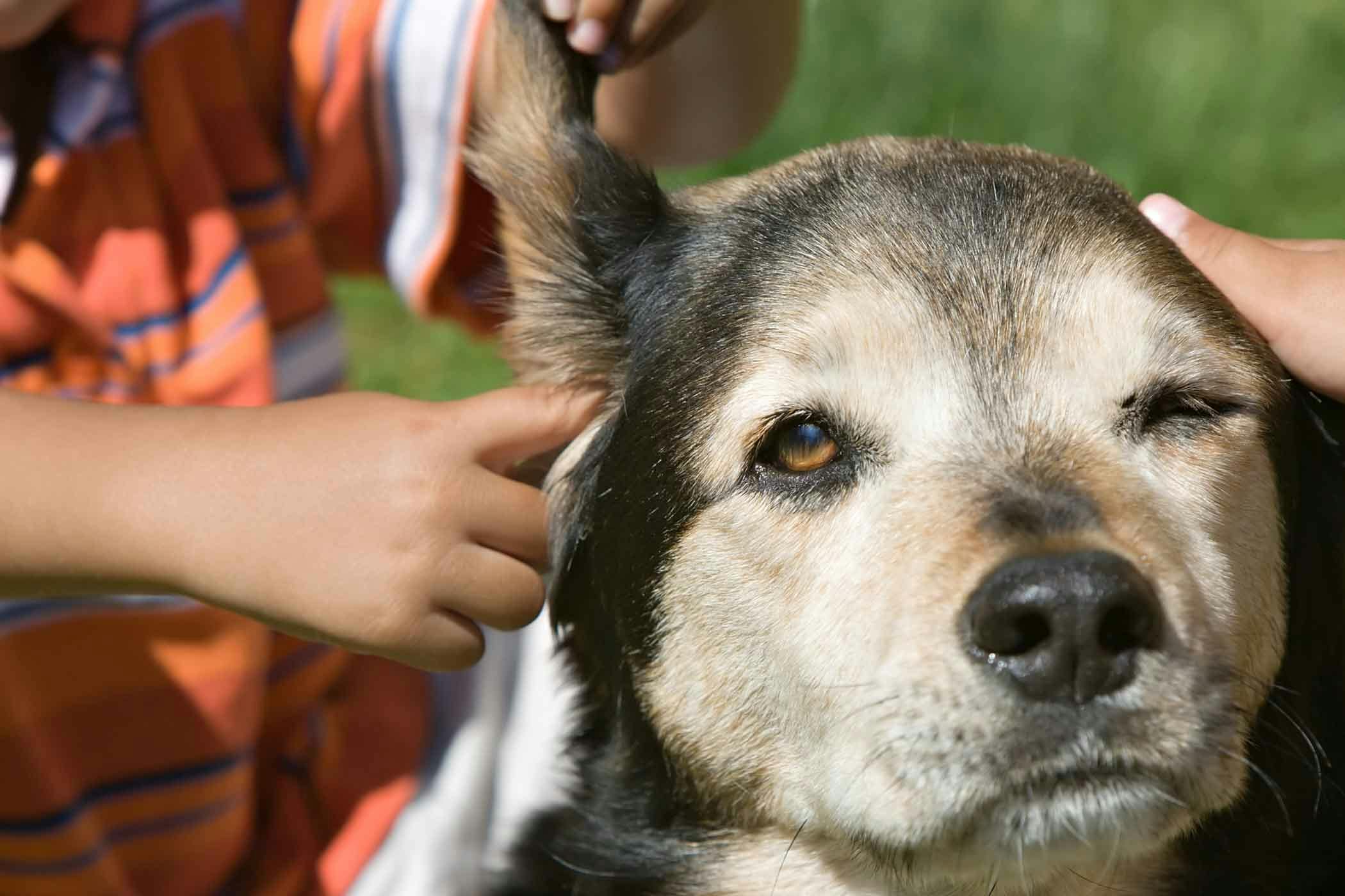 how do i know if my dog is calm submissive