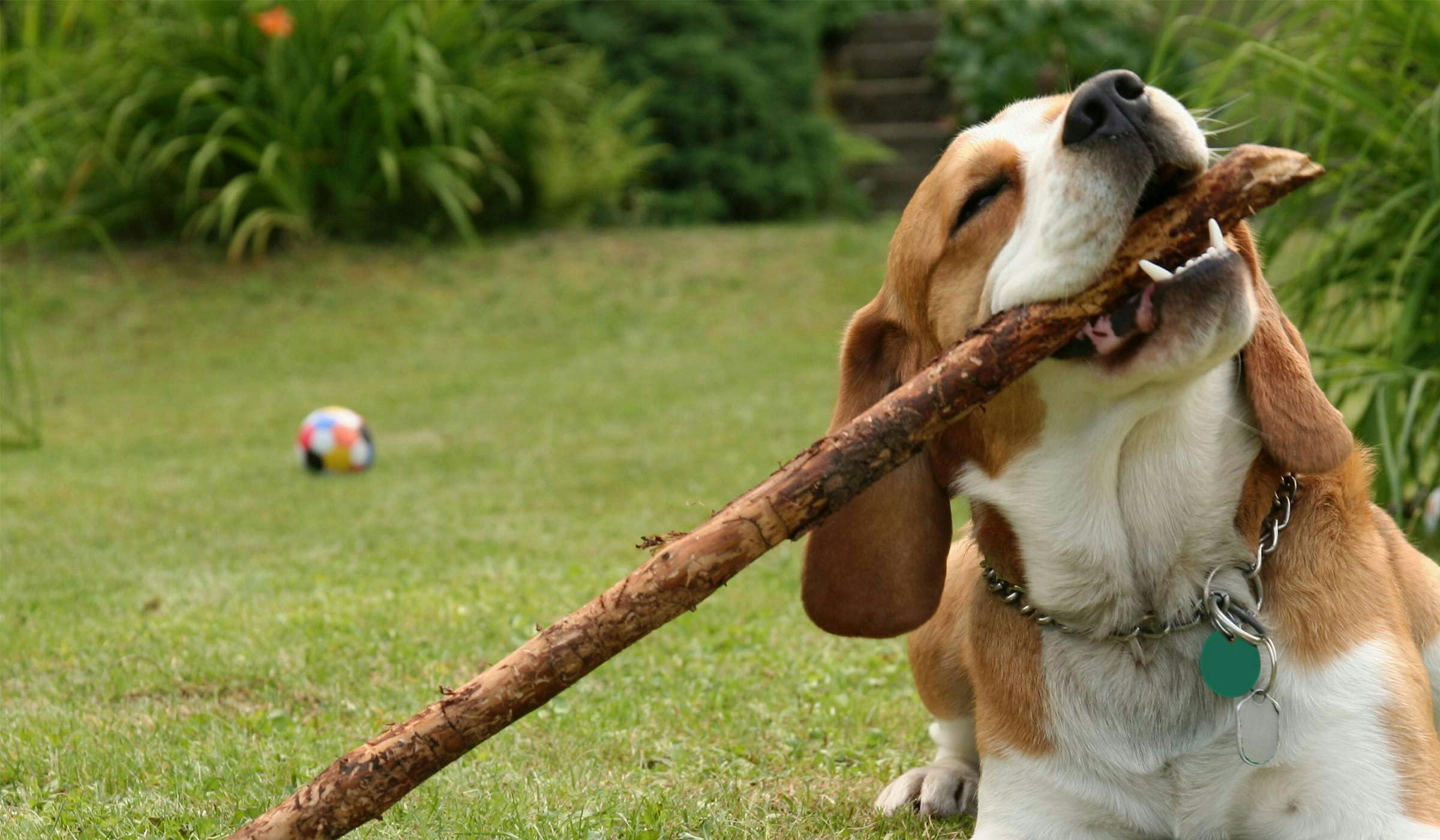 Beagle Dog to Stop Biting 