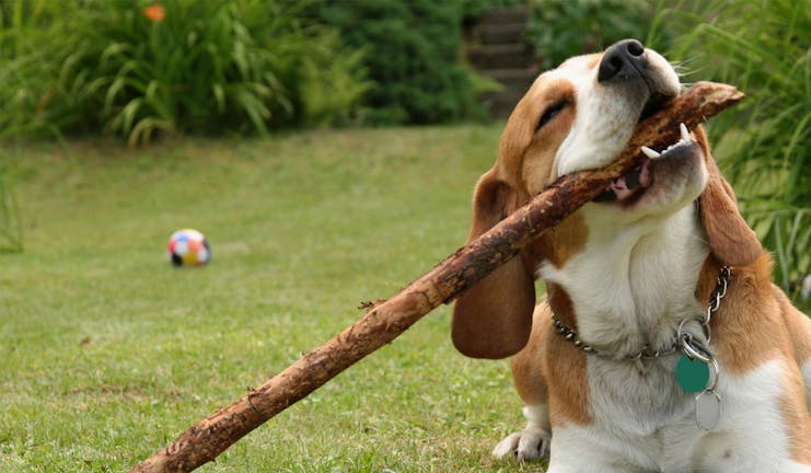 How to Train Your Beagle Dog to Stop Biting