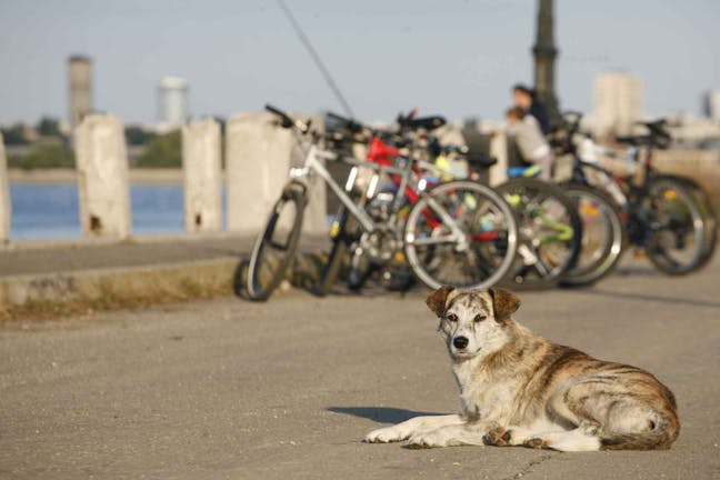 How to Train Your Dog to Stop Chasing Bicycles