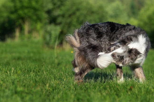 How to Train Your Dog to Stop Chasing His Tail