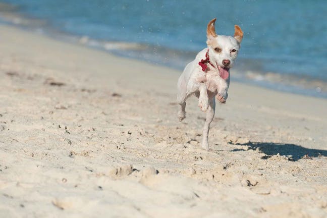 How to Train Your Dog to Stop Chasing Shadows