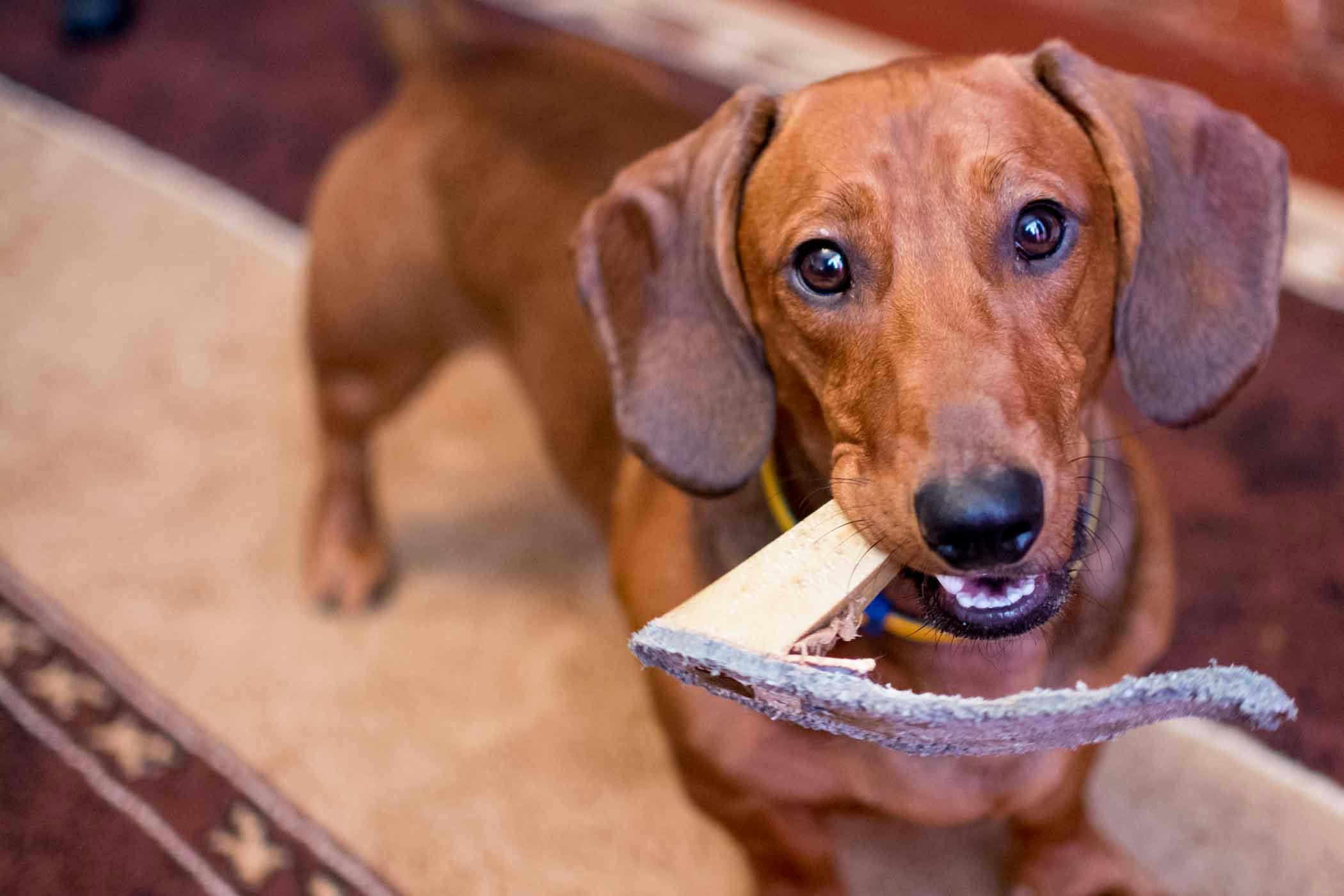 How to Train Your Dog to Stop Chewing on Things Wag!